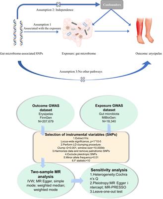 Gut microbiota’s influence on erysipelas: evidence from a two-sample Mendelian randomization analysis